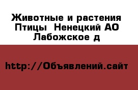 Животные и растения Птицы. Ненецкий АО,Лабожское д.